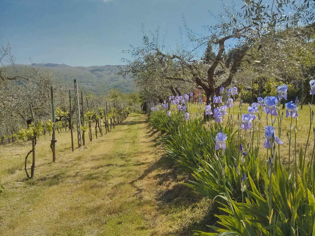 Tuscany Roses Arezzo Exterior foto